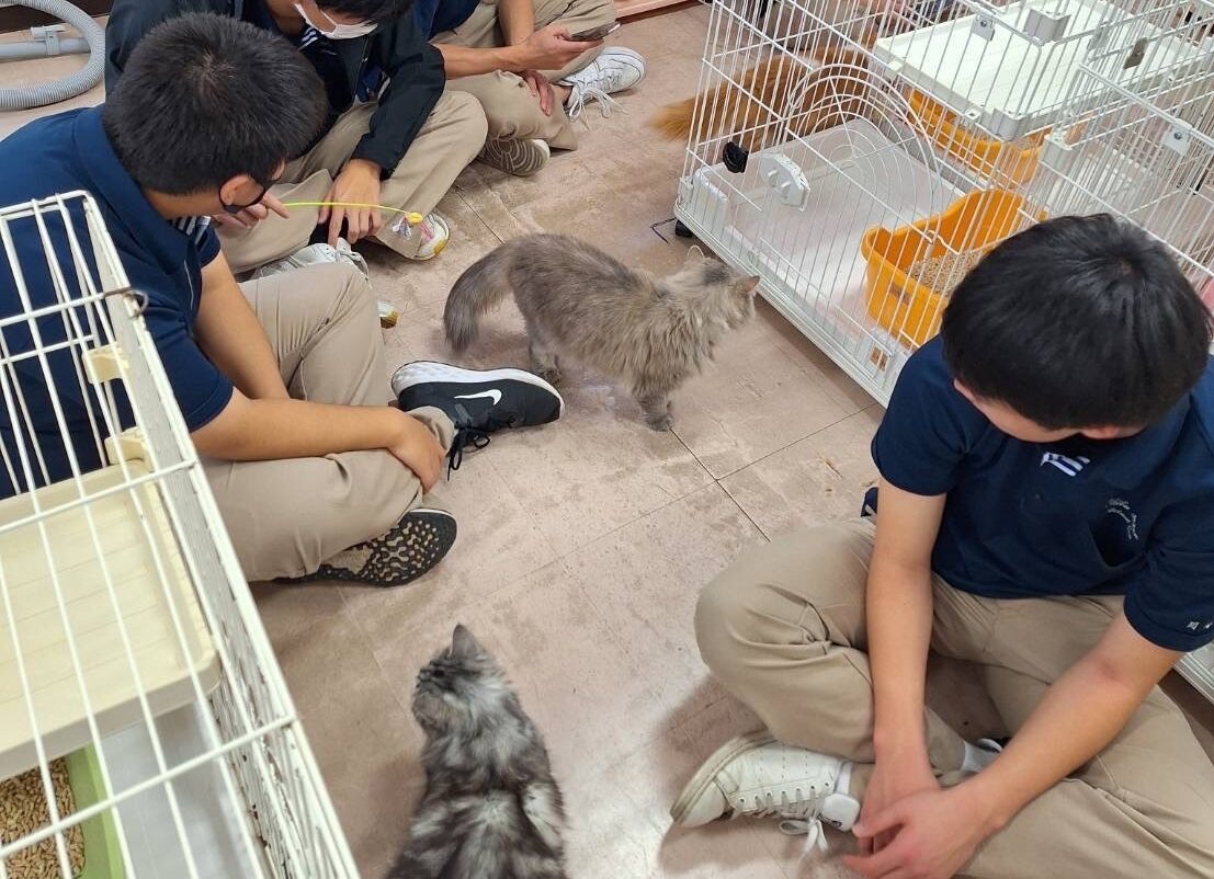 動物飼育観察日記～一年生のネコ実習編～ | ちば愛犬動物フラワー学園