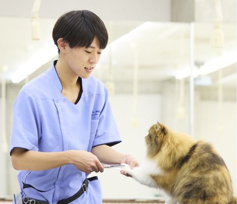 キャットプロコース