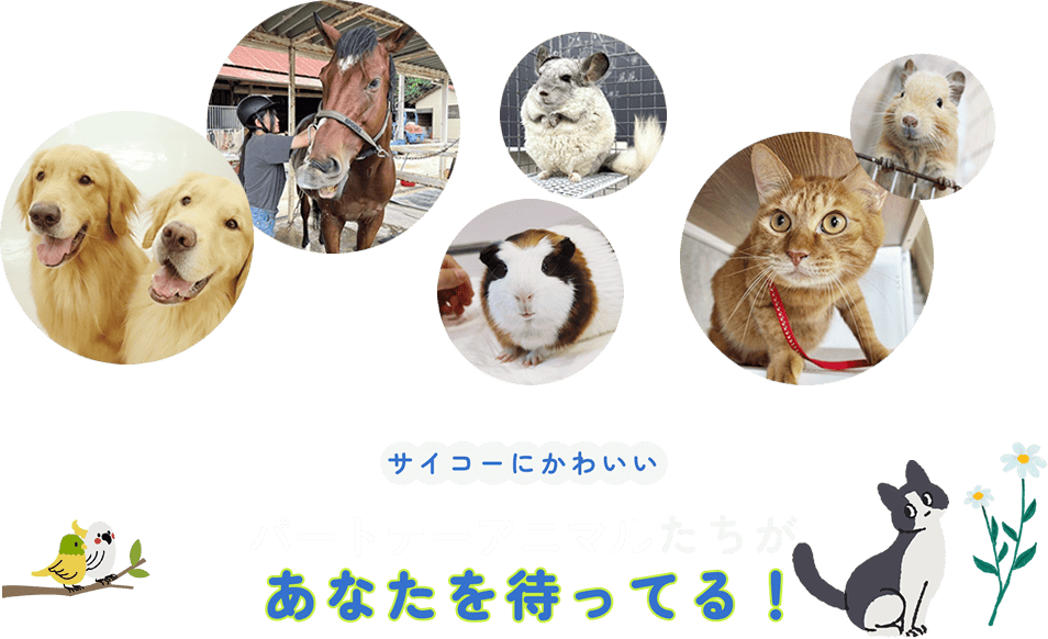 サイコーにかわいいパートナーアニマルたちがあなたを待ってる！