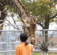 動物園の飼育員になるには？資格の必要性や仕事内容・適性についても