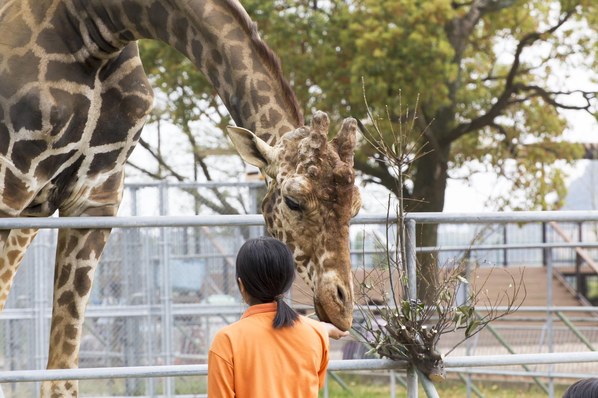 動物園の飼育員になるには？資格の必要性や仕事内容・適性についても